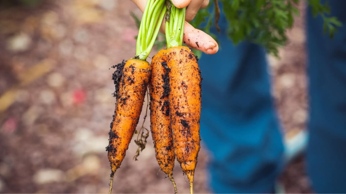Farmer Harvest Vegetables - Carrots
