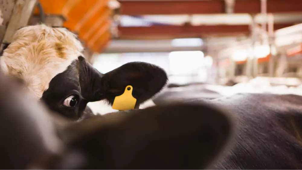 A black and white cow being fed in a barn.