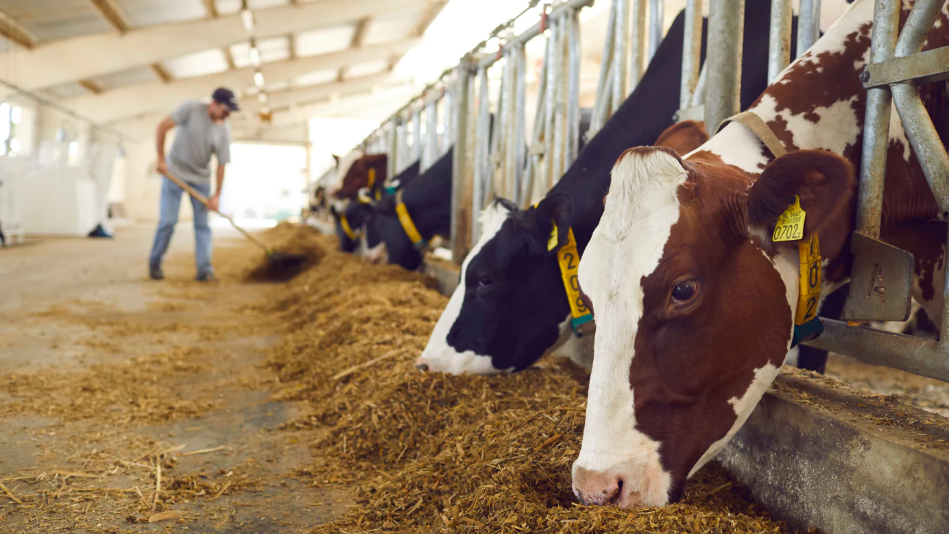 A man is feeding cows hay in a barn, potentially for meat production.