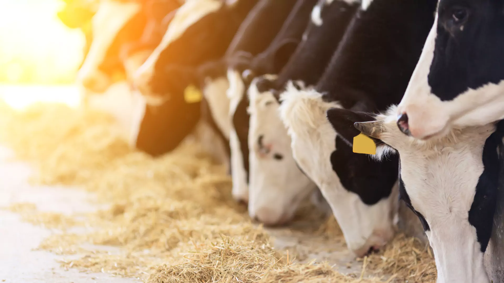 A herd of cows grazing on hay.