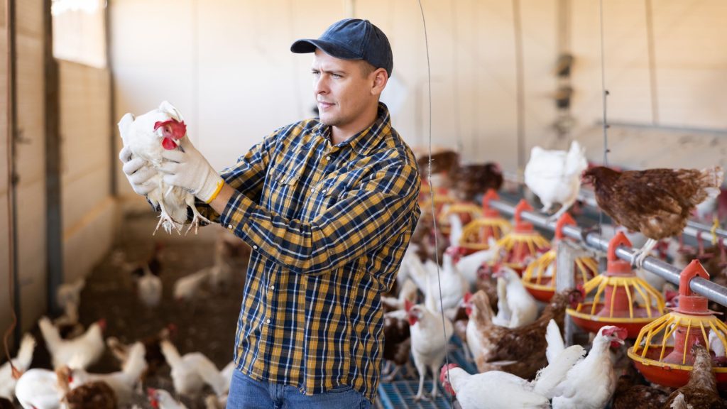 USDA's Efforts to Reduce Poultry Salmonella Risks