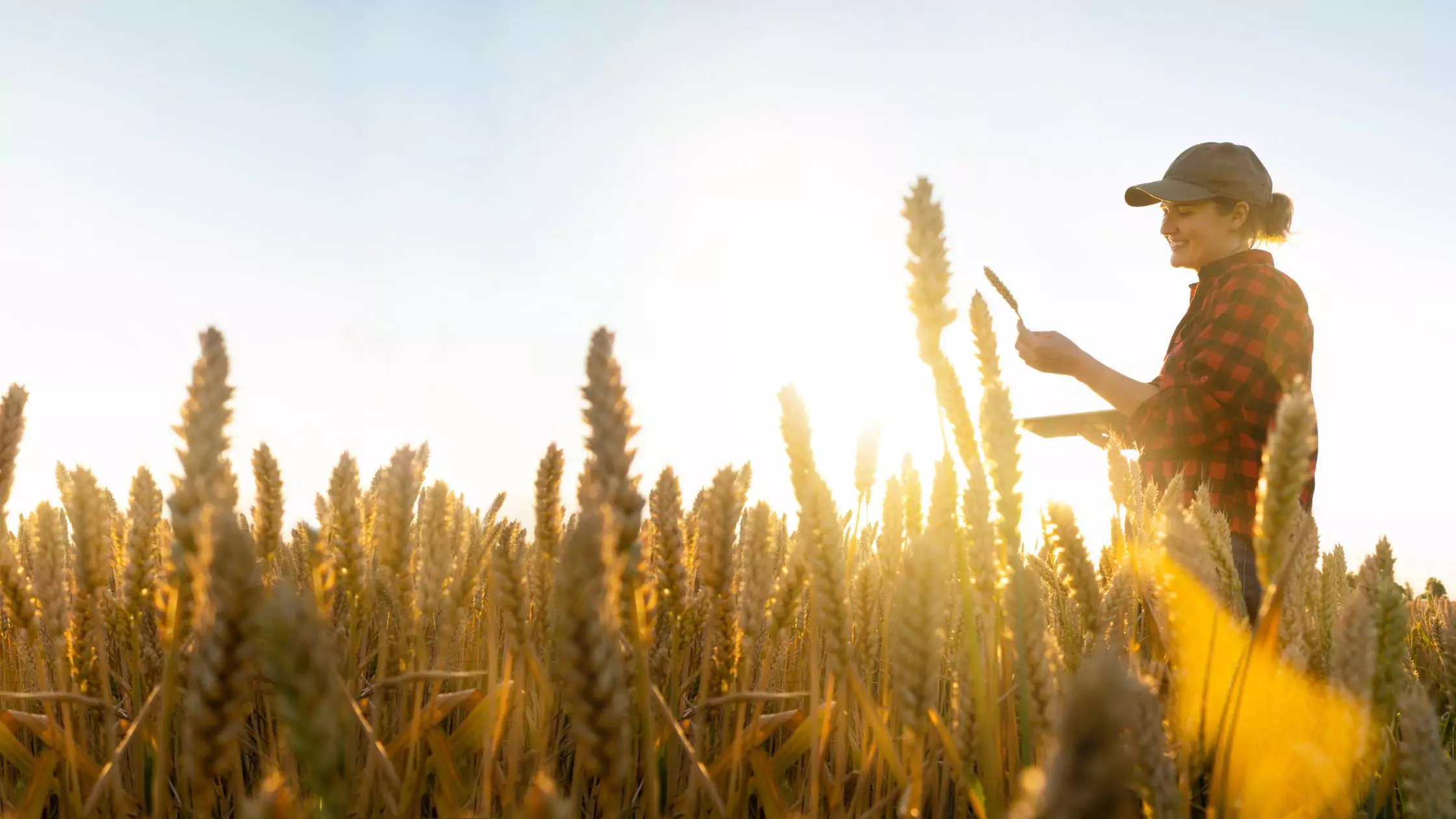 Farmer Checking Crops - Farm Loan