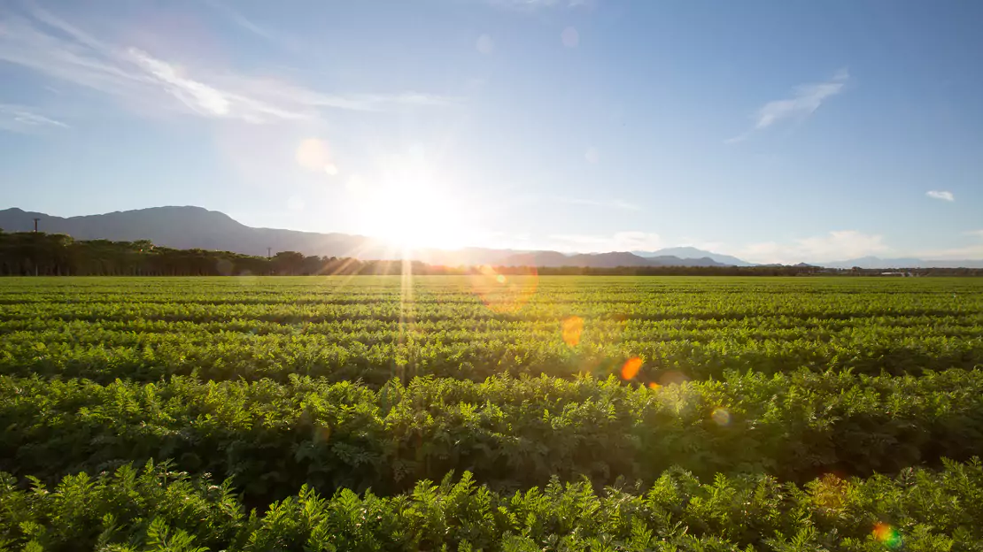 Sunrise in Agricultural Landscape - Tax Tips
