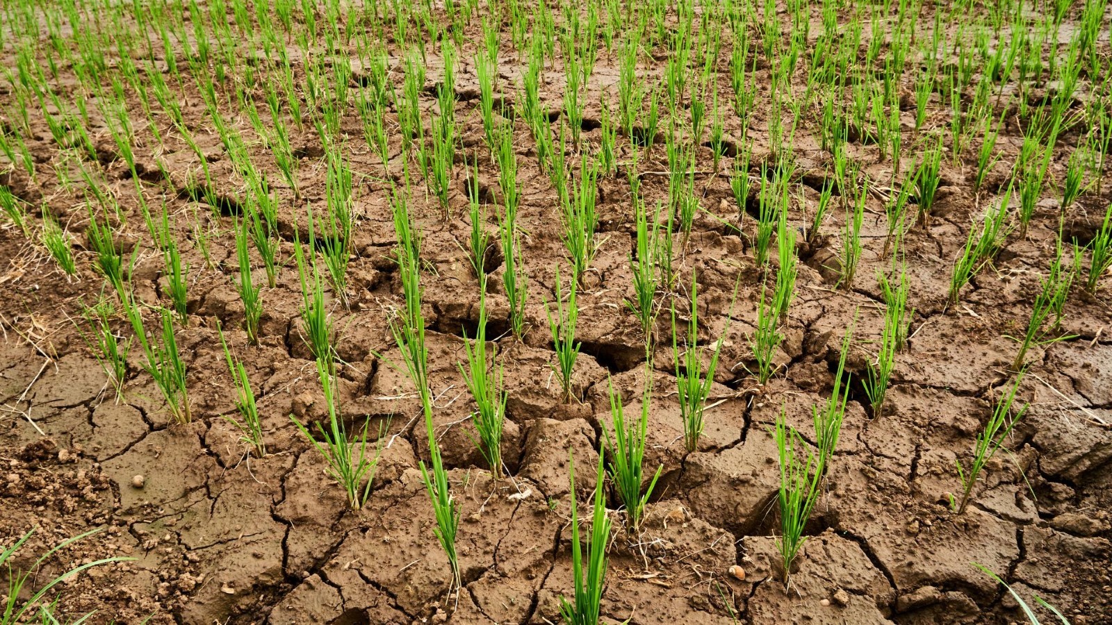 A field of grass growing through cracked mud