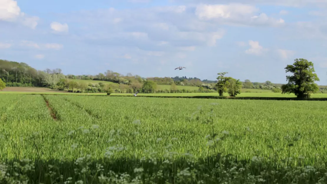 Blue Sky and Green Farm Field