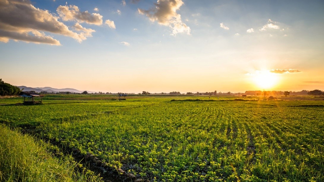 Scenic view of farm
