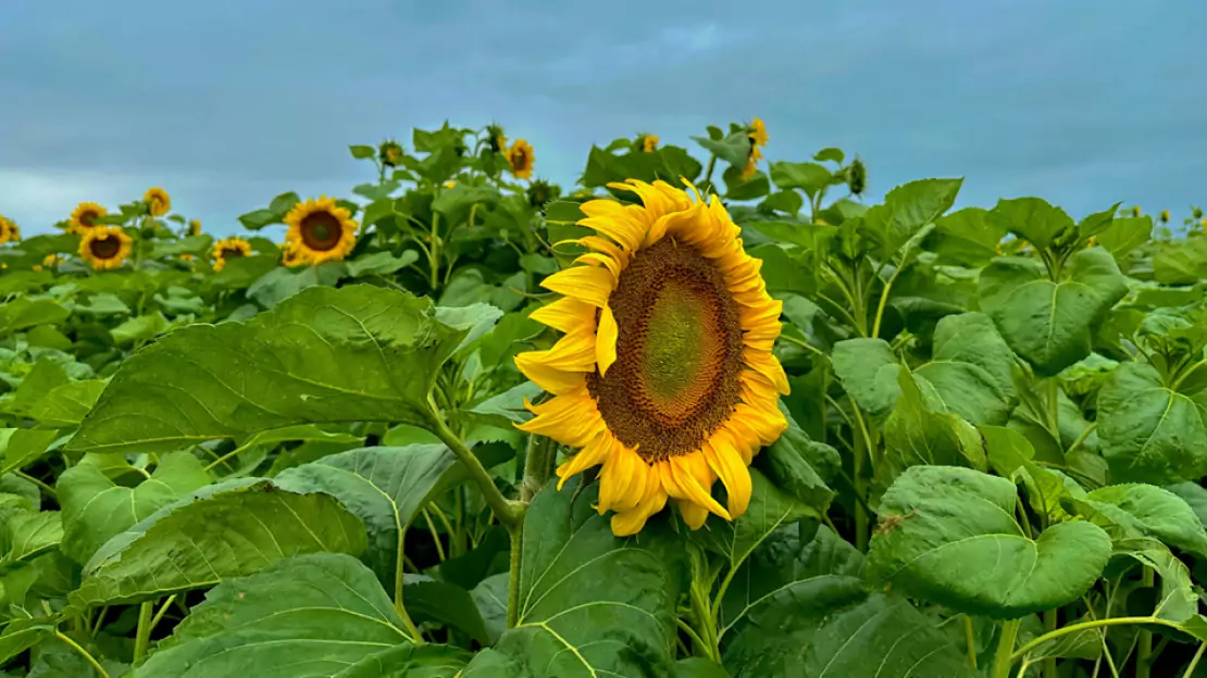 Sunflower