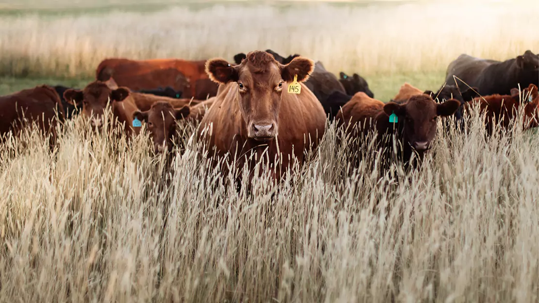 Brown Cow with Ear Tag Standing on a grass