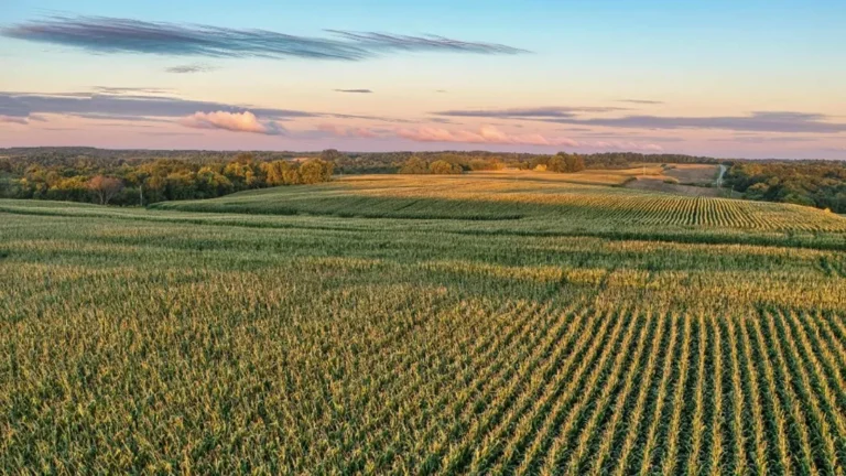 A large field of crops
