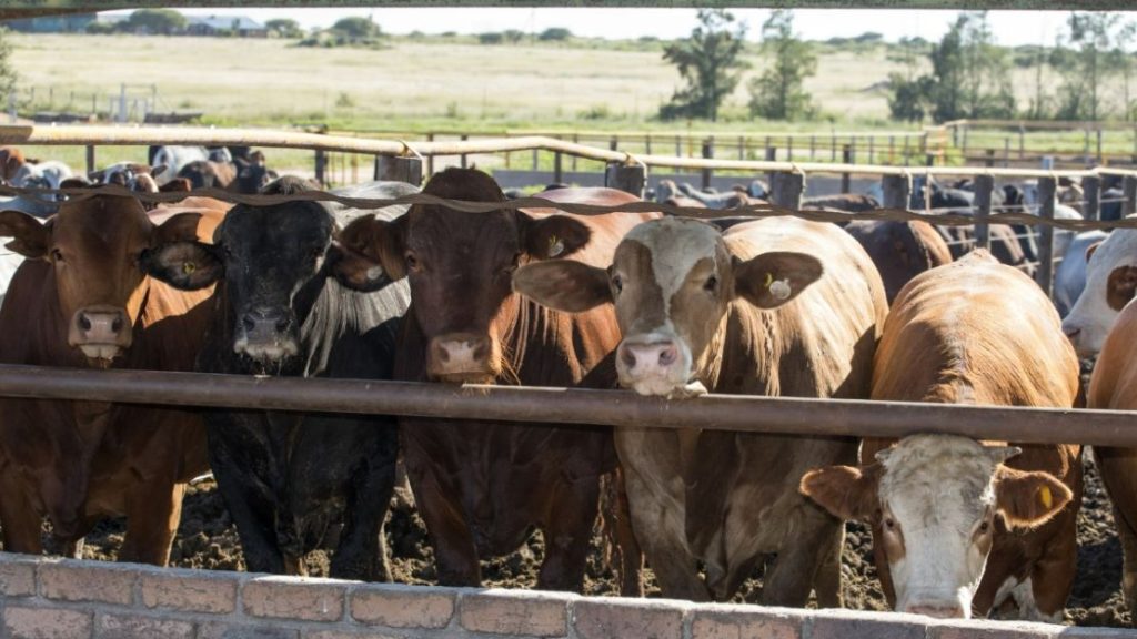 Should You Retain Ownership Through Feedlot