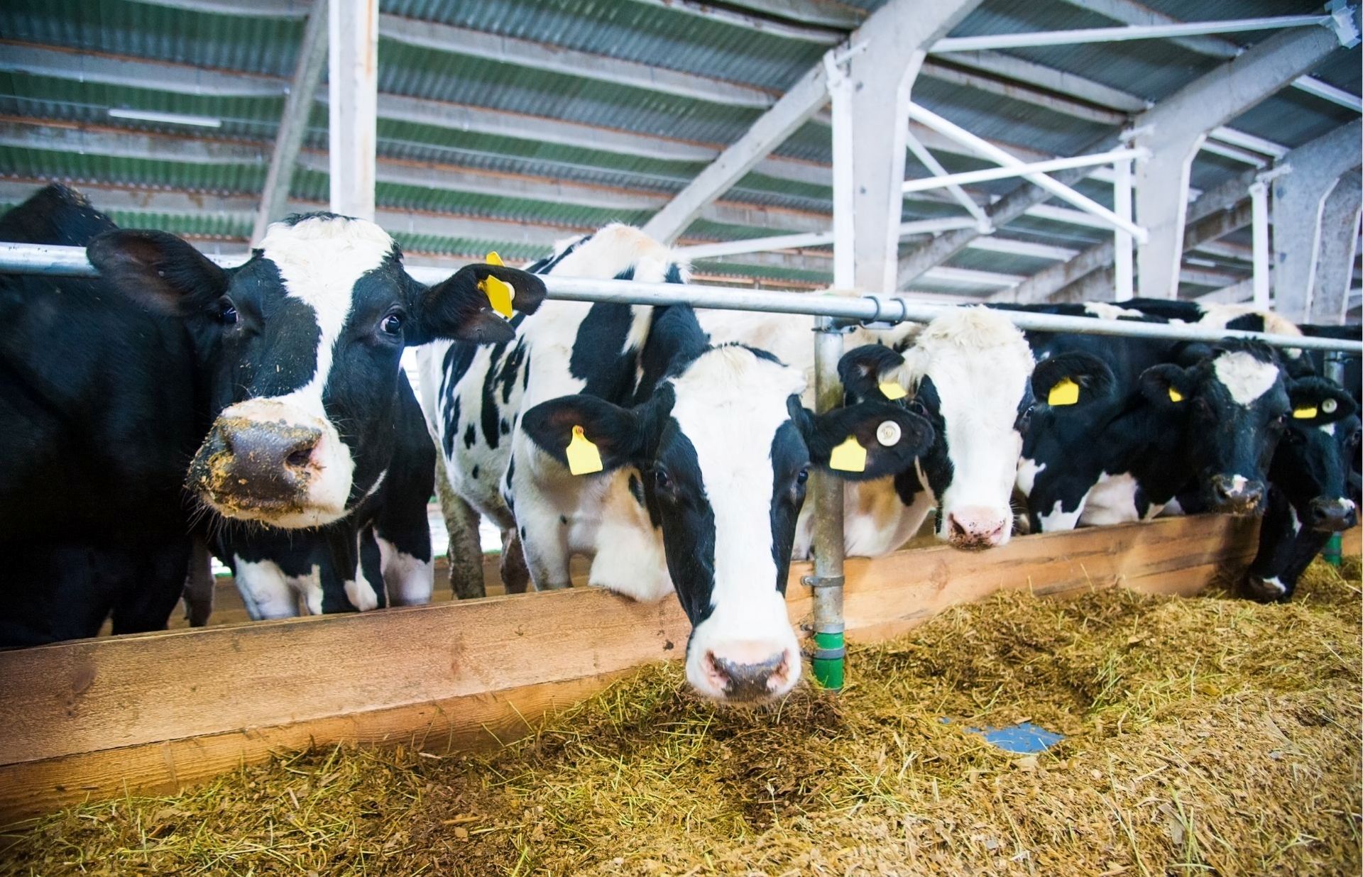 Simple Guide to Dairy Herd Replacement Taxes