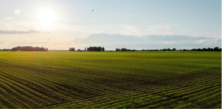 Aerial view of expansive green farm fields with neat crop rows bathed in bright sunlight at golden hour.