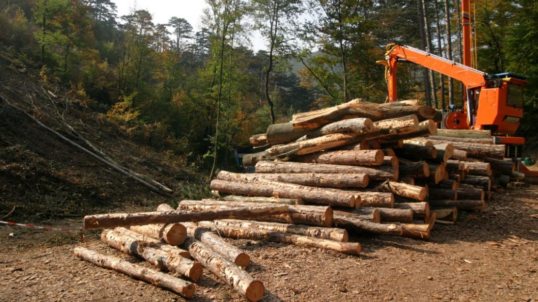 Newly Cut Tree Logs