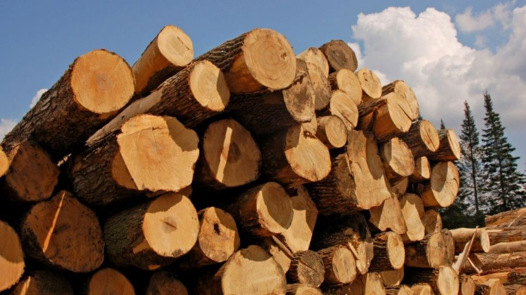 Maximizing Timber Sale Tax Benefits