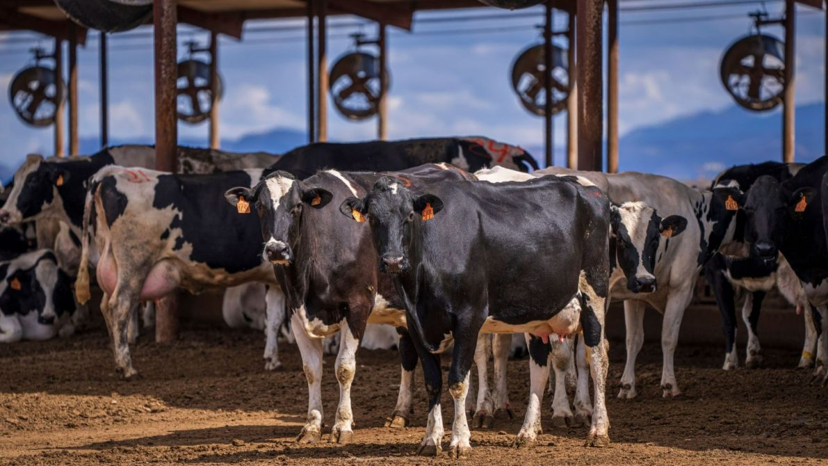 Dairy cows standing together on a farm