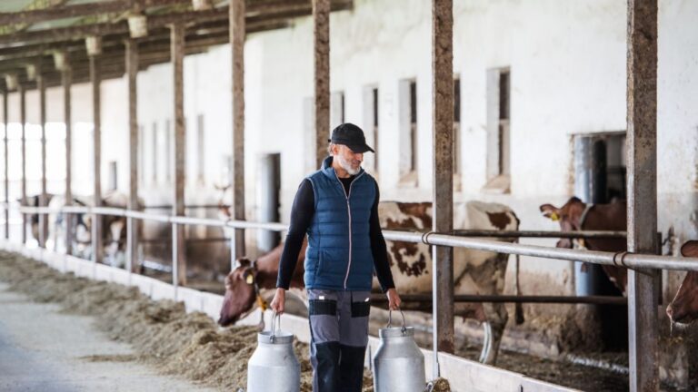 Farm worker carrying a two-gallon container of milk