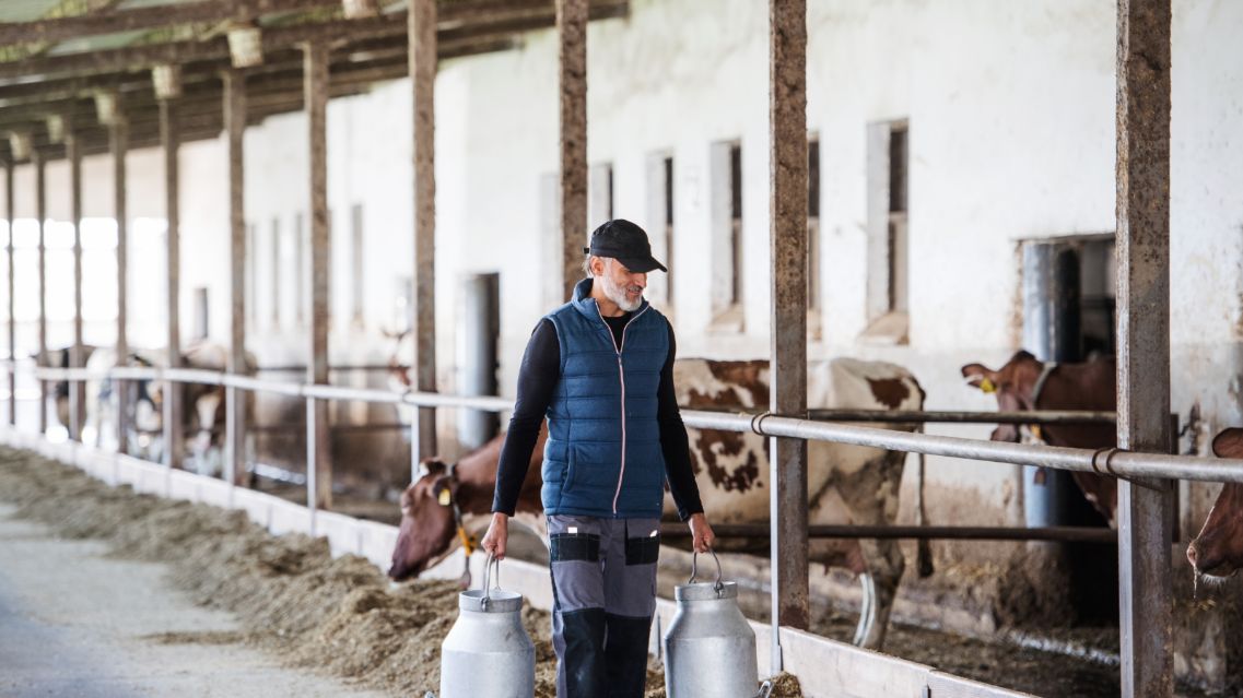 Farm worker carrying a two-gallon container of milk