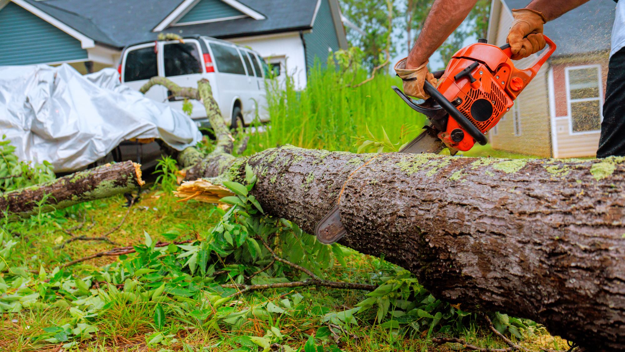 Person cutting a fallen tree with a chainsaw