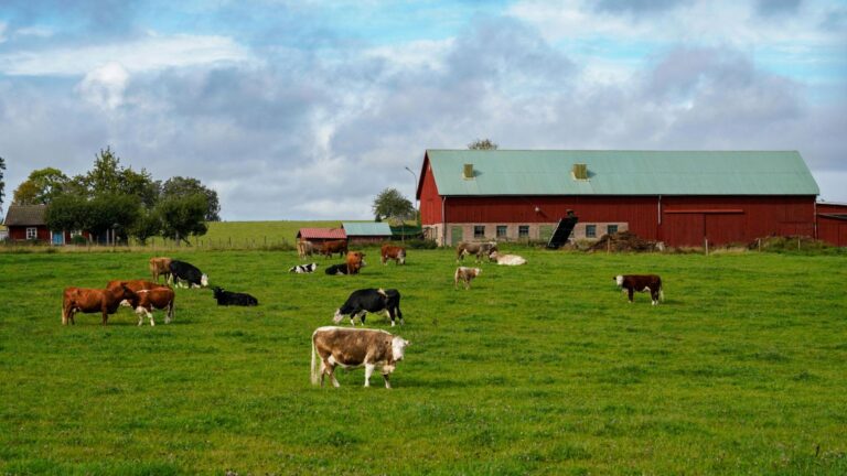 Big Dairy Farm