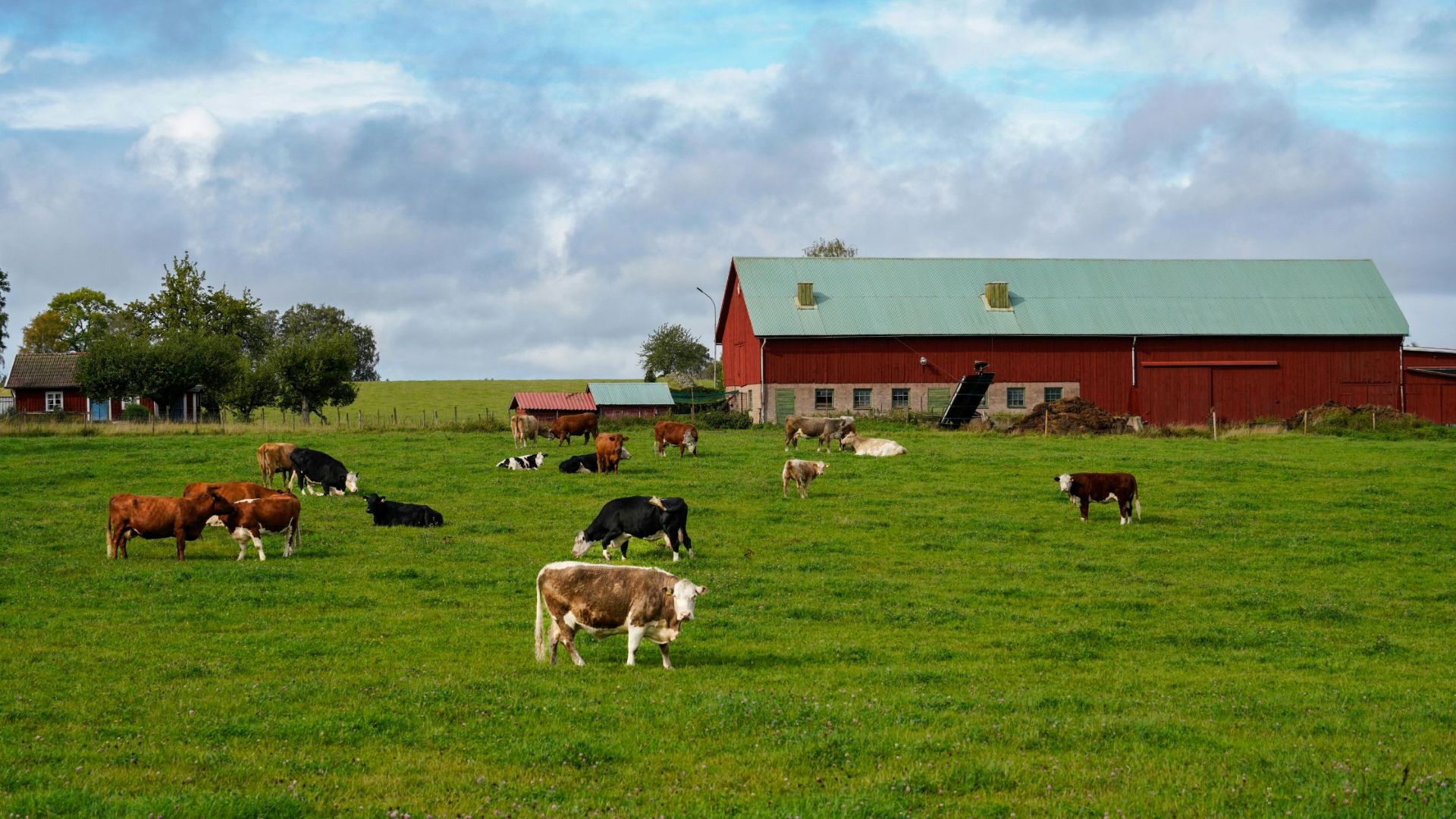 Big Dairy Farm