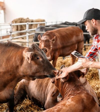 A man feeding cows